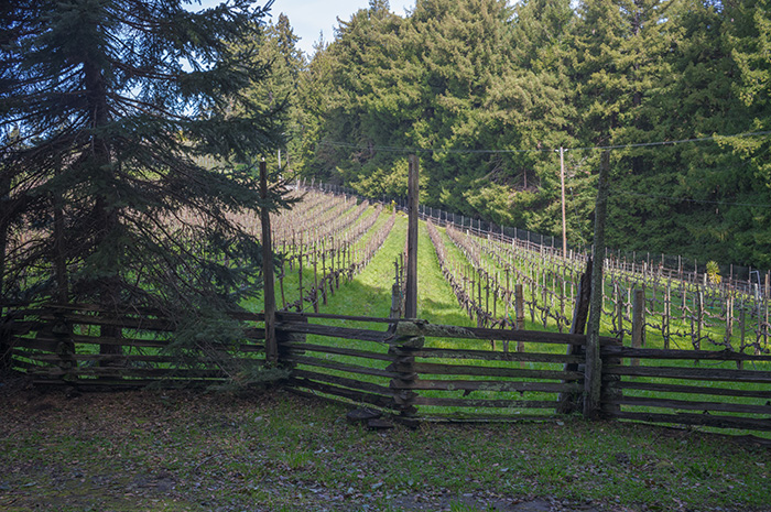 Split Rail Vineyard